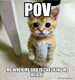 Cute Cat Standing