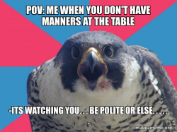 Millennial Falcon