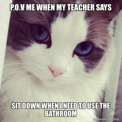 Ridiculously Photogenic Cat
