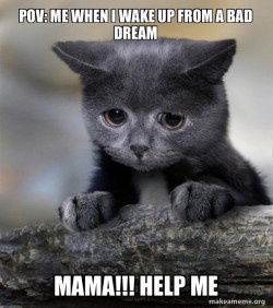 Confession Cat