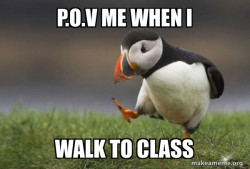Unpopular Opinion Puffin