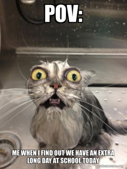 Cat bath
