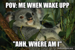 woken koala