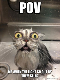 Cat bath