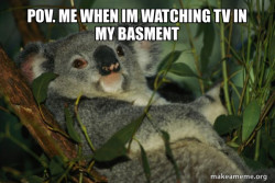 Laid Back Koala