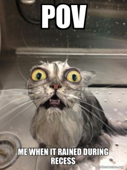 Cat bath