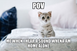 Cute Kitten