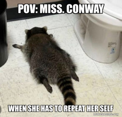 Drunk Raccoon