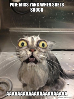 Cat bath