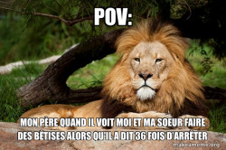 Contemplative Lion