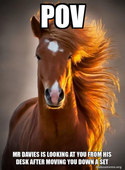 Ridiculously photogenic horse