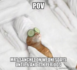 Pampered Cat Meme