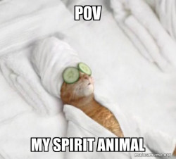 Pampered Cat Meme