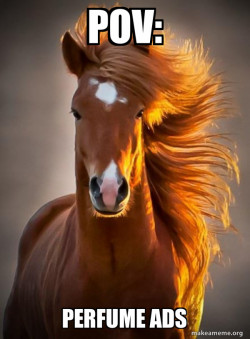 Ridiculously photogenic horse