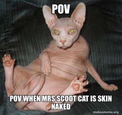 Hairless Cat