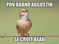 Common Opinion Sparrow