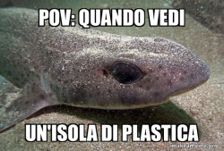 Dirty Joke Dogfish