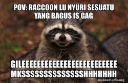 Evil Plotting Raccoon