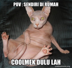 Hairless Cat