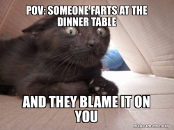 Schitzo Cat