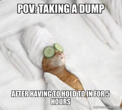 Pampered Cat Meme