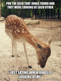 O M G Deer