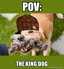 Scumbag dog