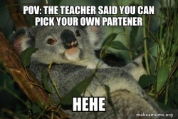 Laid Back Koala