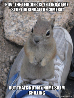 Standover Squirrel