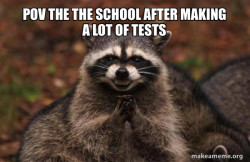 Evil Plotting Raccoon