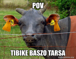 Hairless Cow