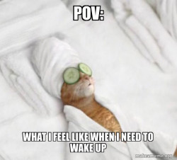 Pampered Cat Meme