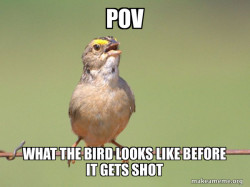 Common Opinion Sparrow