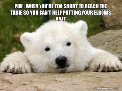 Popular Opinion Bear