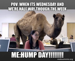 Hump Day Camel