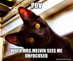 Overly Attached Cat