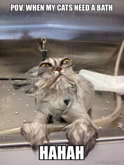 Cat Bath Returns