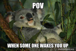 Laid Back Koala