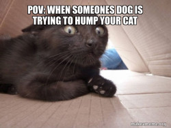 Schitzo Cat