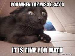 Schitzo Cat