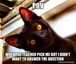 Overly Attached Cat