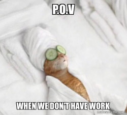 Pampered Cat Meme