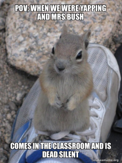 Standover Squirrel
