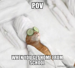 Pampered Cat Meme
