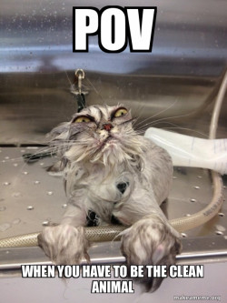 Cat Bath Returns