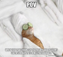 Pampered Cat Meme