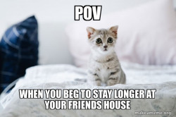 Cute Kitten