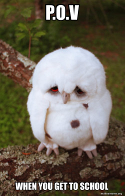 Sad Owl