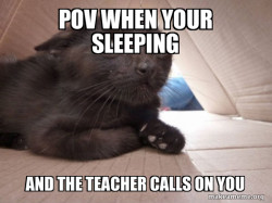Schitzo Cat