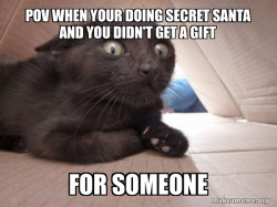 Schitzo Cat